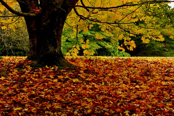 A thick layer of orange and yellow fallen leaves covering the grass under a large maple tree