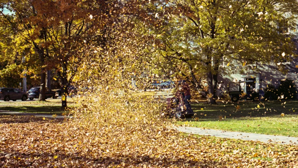 Autumn leaves swirling up from a leaf blower as a lawn is cleared under yellow and orange trees